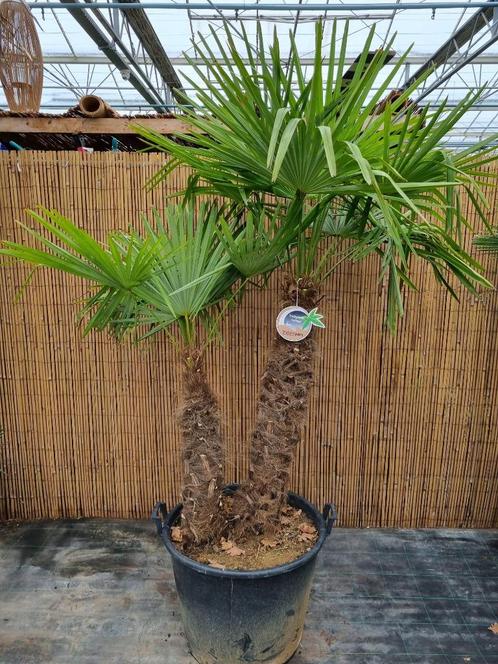 Trachycarpus fortunei palmboom dubbelstam