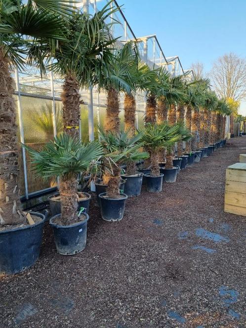 Trachycarpus fortunei stamhoogte 40 cm PALM, VANDAAG GEOPEND