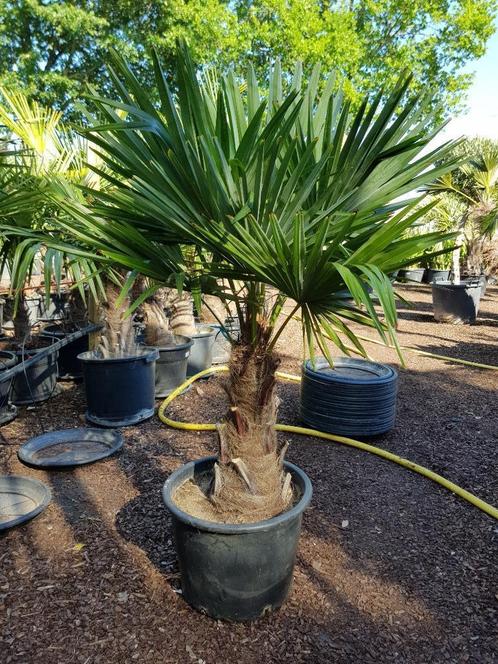 Trachycarpus fortunei stamhoogte 50 cm. RUIME KEUZE