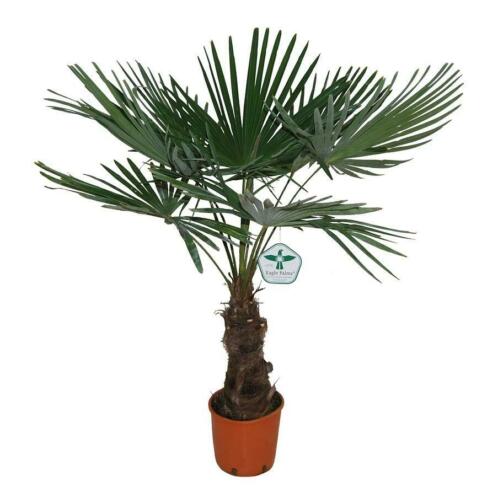 Trachycarpus fortunei Winterharde Palmboom