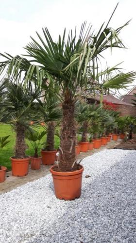 Trachycarpus fortunei (winterharde palmboom)