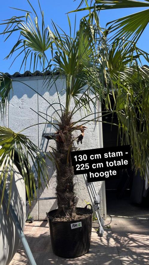 Trachycarpus fortunei, winterharde palmboompalmbomen