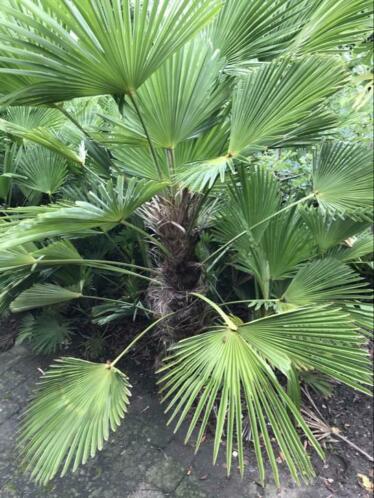 Trachycarpus wagnerianus en fortunei Palmen