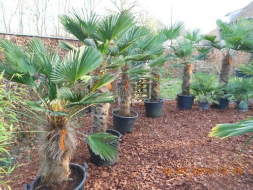 Trachycarpus wagnerianus palmbomen. WEEKAANBIEDING 