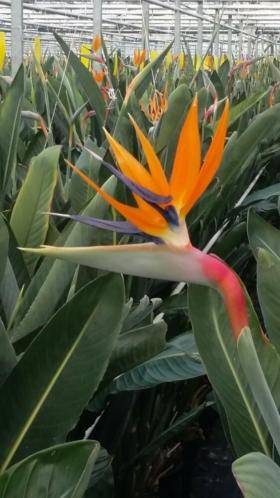 tropische plant, Strelitzia Reginae , paradijsvogelbloem