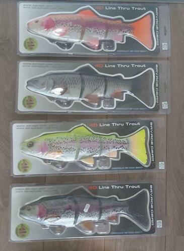 Trout 40 cm,albino, rainbow trout, lemon trout, chubb trout