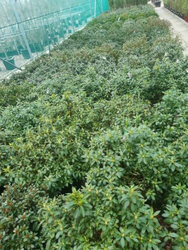 tuin azaleas top kwaliteit azalea japonica
