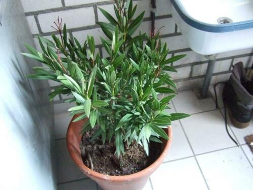 tuinplant, oleander in terra pot