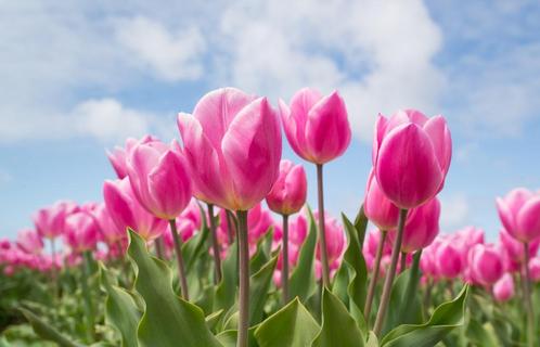 Tuinposter Nederlandse tulpen 90 x 60cm - Nieuw