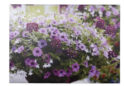 Tuinschilderij Petunia