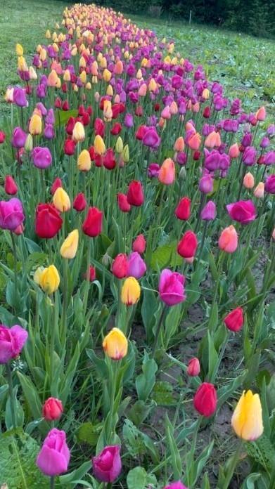 Tulpenbollen 100 stuks 10 euro