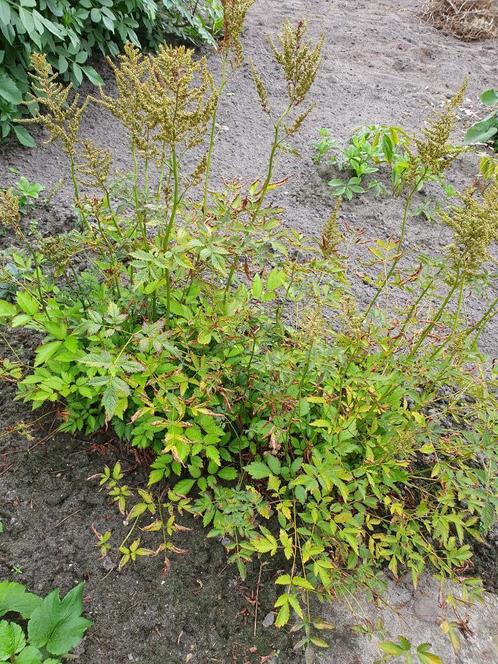 twee Rose Spray Spirea planten per stuk 4,50