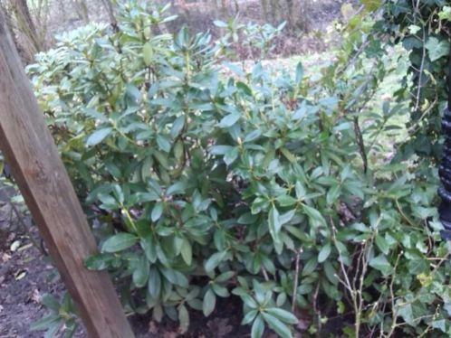 Twee volle Rhododendrons,