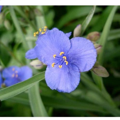 Vaderplant, Tradescantia Ohiensis, paars, grote pol