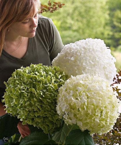 Vandaag Hydrangea strong annabelle 5,00