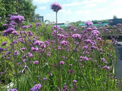 vaste bloeiende planten in grote potten, supermooie planten