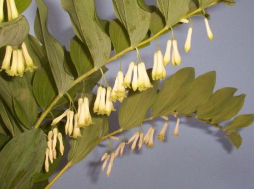  Vaste plant Polygonatum ned. naam salomonszegel