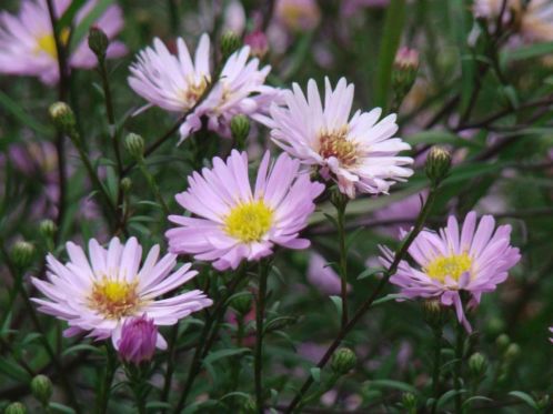 Vaste plant  Roze fijnbloemige herfstaster 1 euro