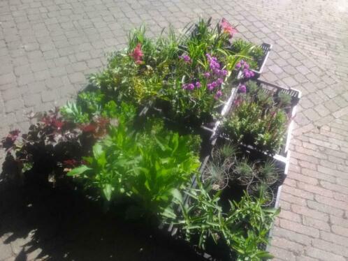 Vaste planten 69 stuks 15 soorten voor-8-10 M2 beplanting