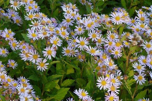 Vaste planten Aster ageratoides x27Asranx27 herfstaster