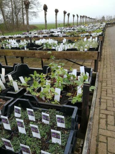 Vaste Planten keuze uit meer dan 800 verschillende soorten