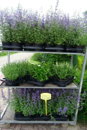 Vaste planten Nepeta, Salvia, Lavendel, Margriet, Lobelia ed