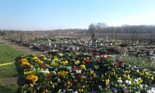 vaste planten, plant, bloemen, kwekerij, tuinplanten