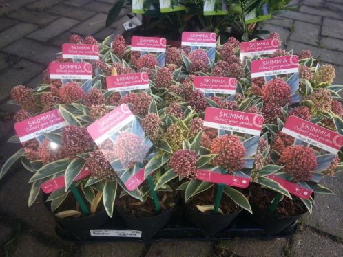 vaste planten te koop grassoorten - hortensia - goedkoop