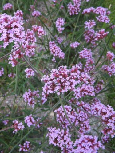 Vaste planten, tuinplanten, sierheesters, heesters