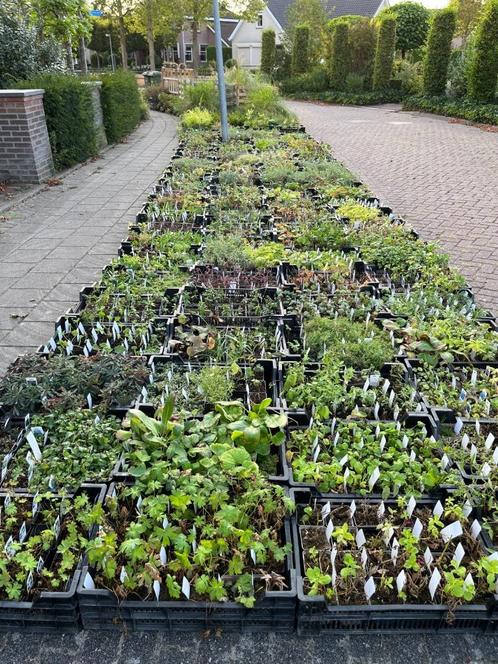 Vaste planten uitzoeken, slechts 1 euro per stuk.