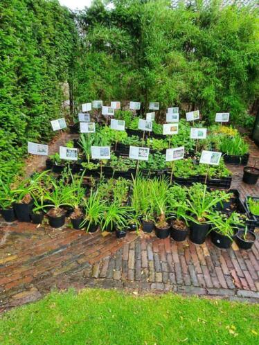 Vaste Tuinplanten te koop  1,50, 3 voor  4. Hobby Kweker