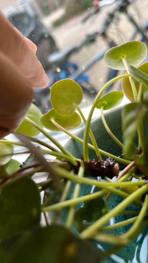 Veel pannenkoeken plantjes