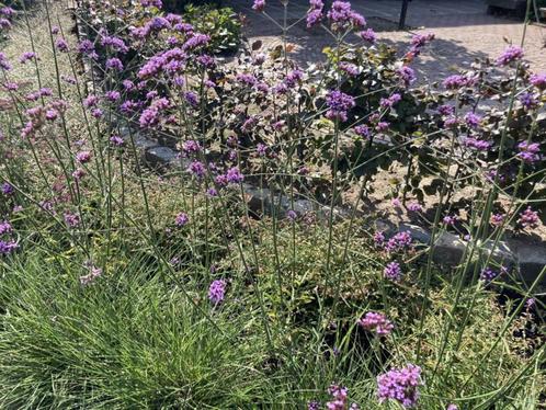 Verbena bonariensis