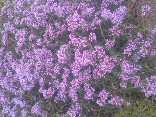 Verbena bonariensis Lollipop , kleinblijvende Ijzerhard