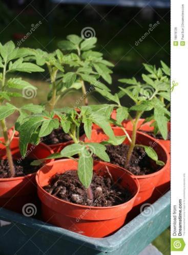 verkoop Tomatenplantjes 