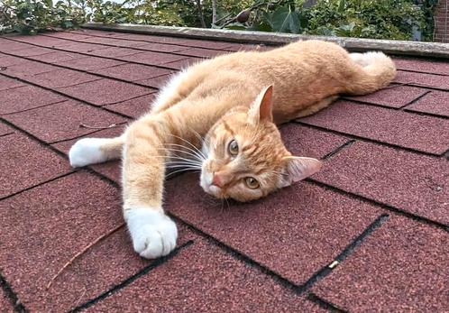 Vermist kater Muis. Omg. waterstrvoorstadslaan Nijmegen