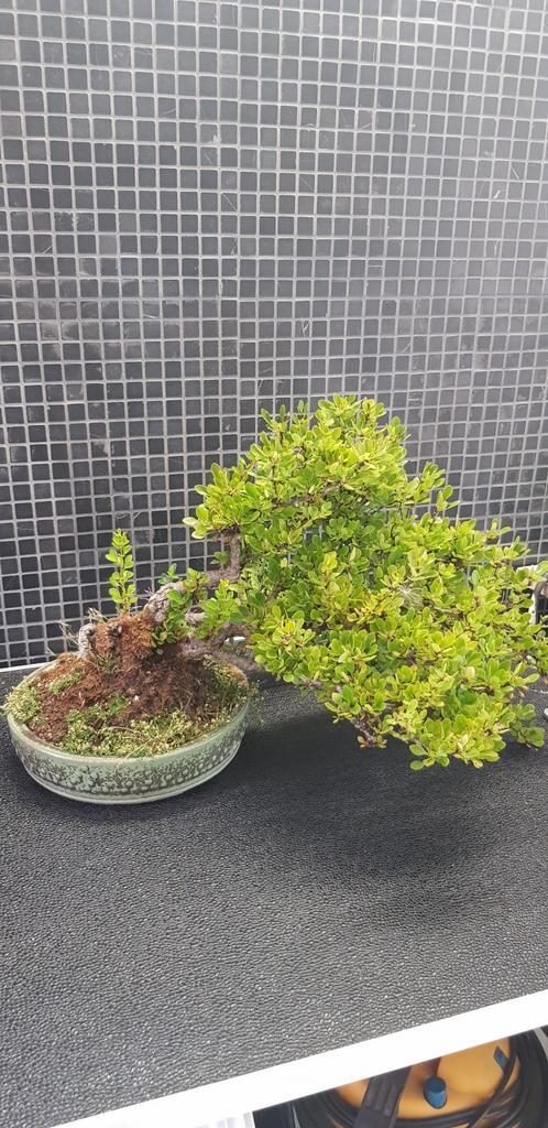 Verschillende bonsaix27s