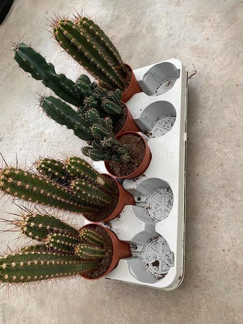 Verschillende soorten cactussen