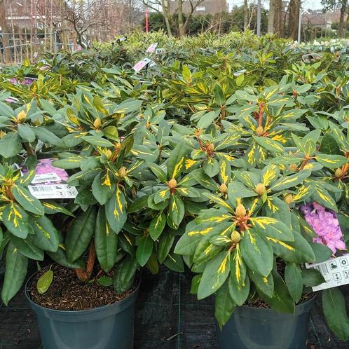 Verschillende soorten Rhododendron