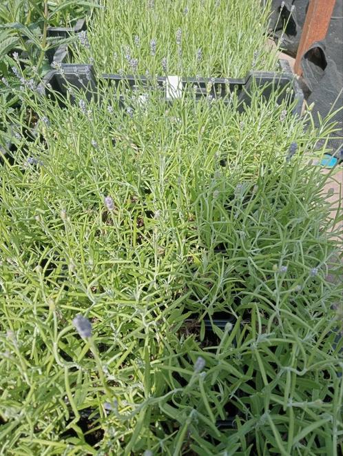Verschillende vaste planten lavendel heuchera siergras