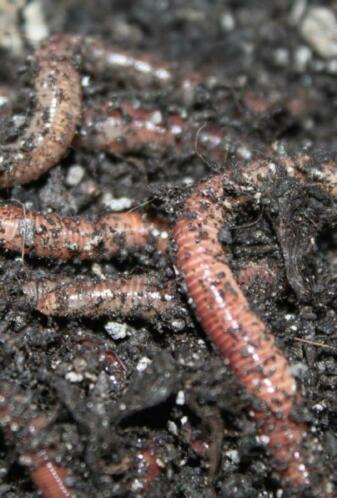 Verse compostwormen evt per post verzonden