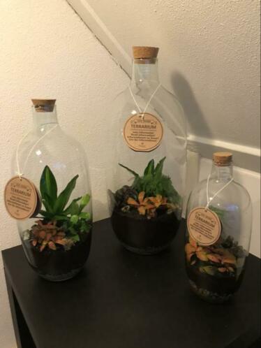 Verse, terrariums te koop.