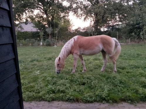 Verzorger paard pony