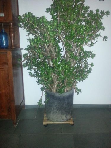 Vet plant 160 cm hoog