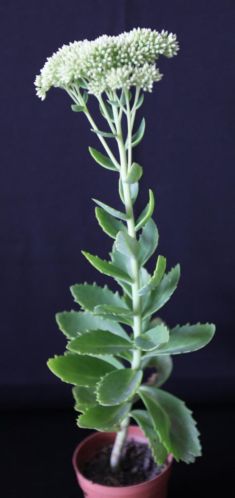 Vetkruid (Sedum)