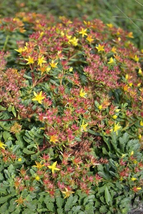 Vetkruid Sedum floriferum Weihenstephaner Gold 5-10 Pot P9