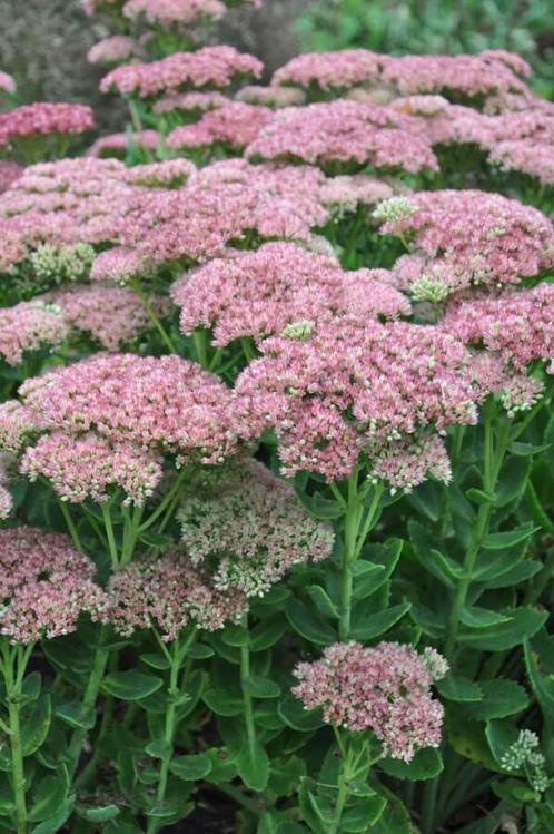 Vetkruid Sedum Herbstfreude 5-10 Pot P9