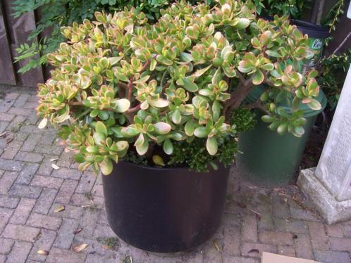 Vetplant crassula ovata twee stuks gratis overpot