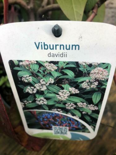 Viburnum davidii 6,95 pst