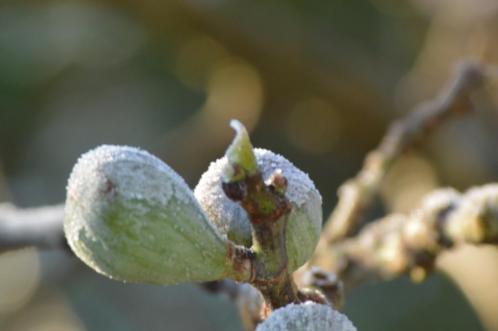 vijg (ficus carica) boom, pot, terras, border